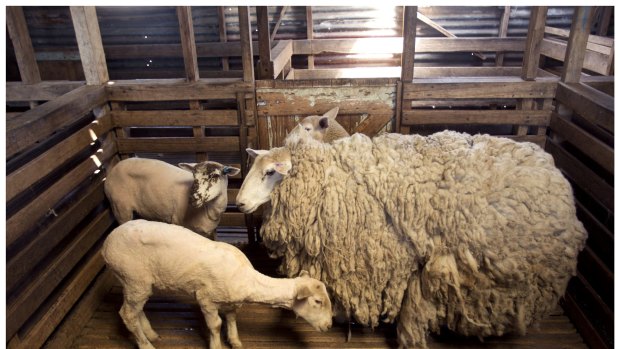 There's no guessing which sheep returned home with 20 kilograms of wool.