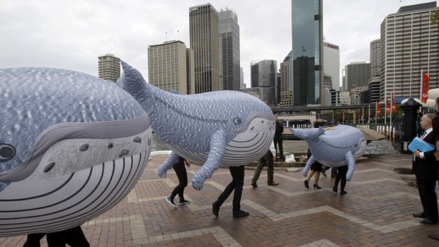 Inflatable humpback whales are taken on a stroll on the foreshore of the harbour in Sydney.