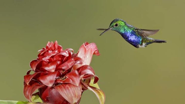 Feeling twitchy ... a violet-bellied hummingbird.