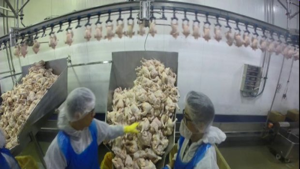Factory workers working with poultry on <i>Four Corners</i>.