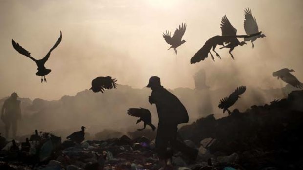 Scavengers compete with the vultures for food among the piles of rubbish.