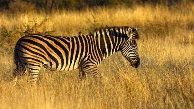 A zebra in the grasslands.