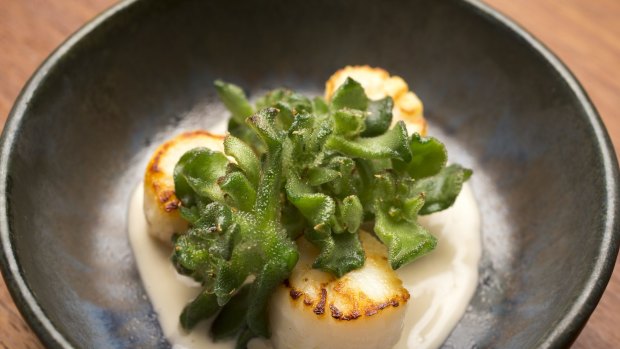 Scallops with beach succulents at the Orana restaurant in Adelaide. 