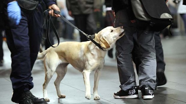 New laws ... police will be able to deploy sniffer dogs on the streets of Kings Cross and the metropolitan rail network without having to obtain a warrant.