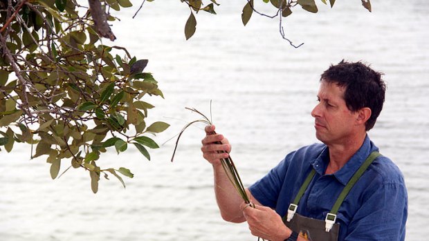 Rod Connolly of the Australian Rivers Institute inspects sea grass in Moreton Bay.