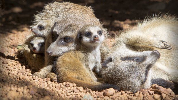 Perth Zoo's newest meerkat residents.