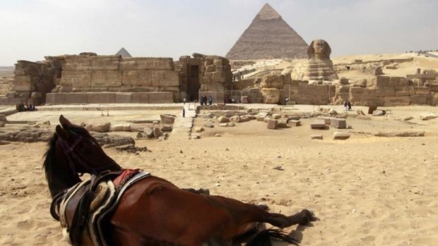 A horse rests near the pyramids in Giza:  Animal rights groups are feeding starving animals that used to pull tourists in carriages around the site.