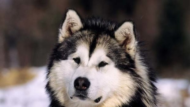 A Canadian husky.