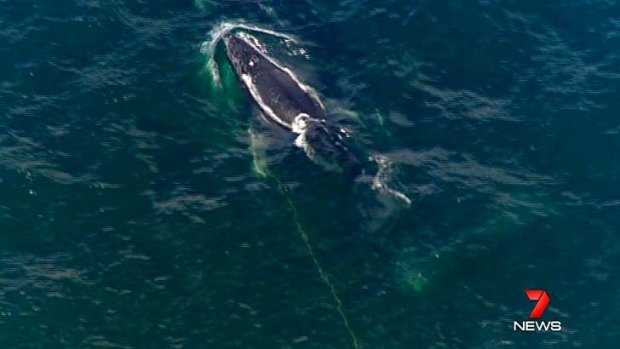 Whale of woe &#8230; the humpback calf can be seen trailing a rope from its left side.
