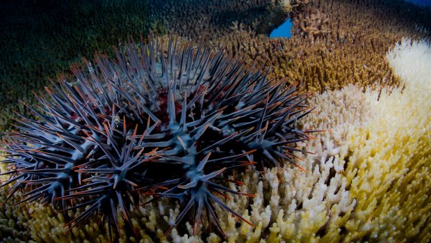 Crown of thorns starfish