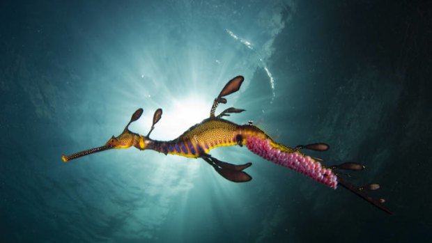 Richard Wylie's photo of a weedy seadragon in Victorian waters won a National Geographic photography award.