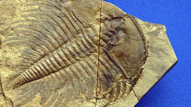 A fossil of a trilobite, a horsecrab-like creature that thrived in the seas for hundreds of millions of years before becoming one of many kinds of animals wiped out in a mass extinction that befell the planet 252 million years ago.