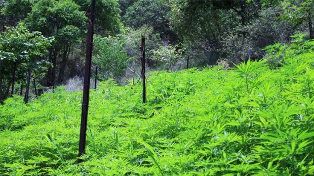 More than 8000 cannabis plants were seized from the Moogerah property. Photo: Queensland Police Service.