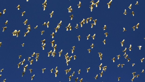 A flock of sulphur-crested cockatoos in flight at Ramsgate, Botany Bay.