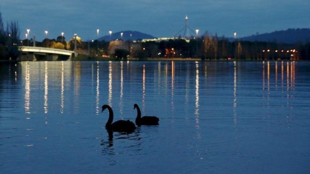 Swans enjoy the evening solitude on Lake Burley Griffin.