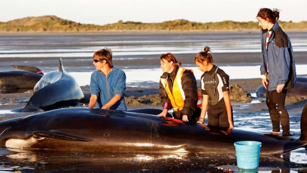 Volunteers try to save pilot whales stranded at Farewell Spit in New Zealand.