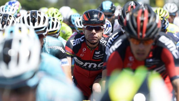 Steady: Cadel Evans conserves energy in the peloton during the 13th stage of the Giro d'Italia won by Britain's Mark Cavendish.