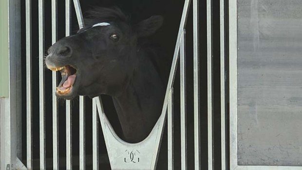 Dandino pokes his head out of his stable at Werribee.