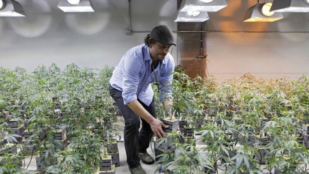Matthew Huron, owner of two medical marijuana dispensaries and an edible marijuana company in Denver, examines a marijuana plant in his grow house. Medical marijuana is legal in 17 states.