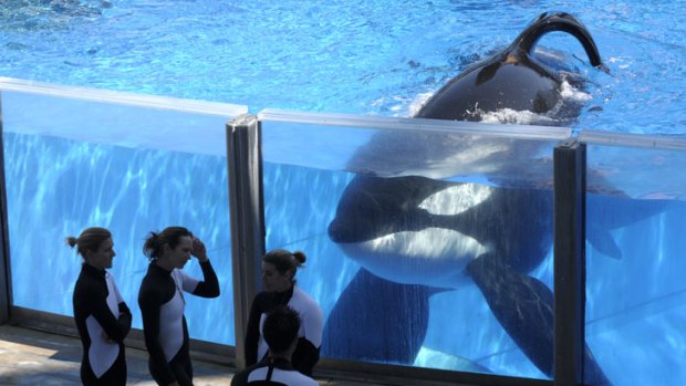 Orca Tilikum watches SeaWorld trainers take a break during a training session at theentertainment group's Orlando theme park.