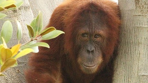 Semeru was born at Perth Zoo in 2005 and was the first male zoo-born orangutan to be released into the wild.