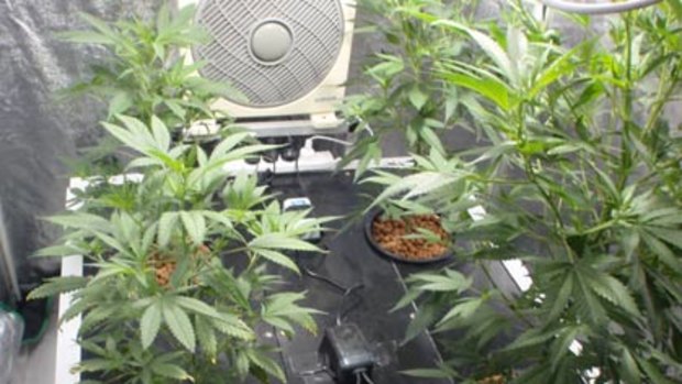 The cannabis plants that were allegedly found in a house belonging to a man accused of a one-punch assault.