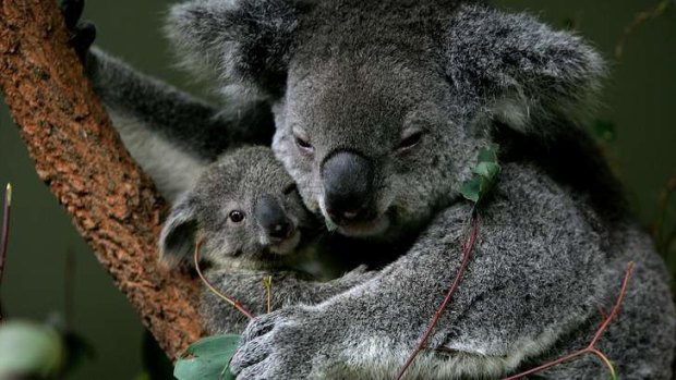 There is denial that a rifle range will have an adverse effect on nearby koala populations.