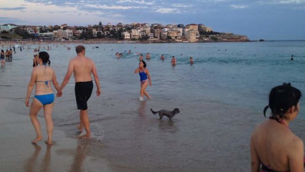 Late-night swim ... Bondi Beach was still full with swimmers last night.