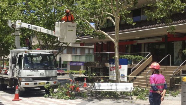 Aftermath: workers cut down tree branches in Hornsby.
