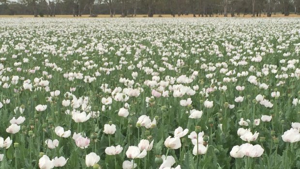 Legal opium poppies growing near Boort, in northern Victoria.
