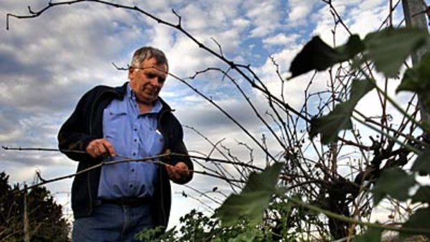 Ken Bray in his vineyard.