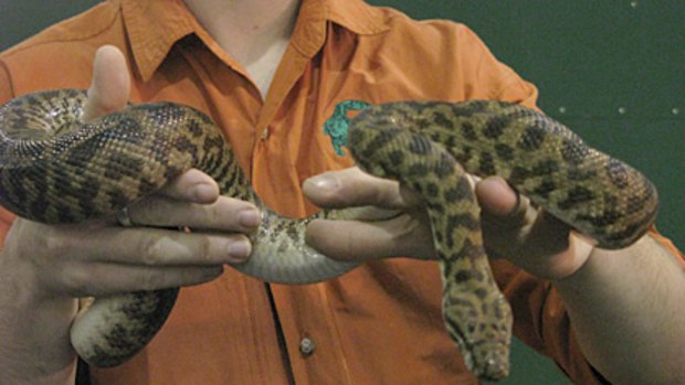 Native Australian creatures like snakes are at risk from backyard poisonings.