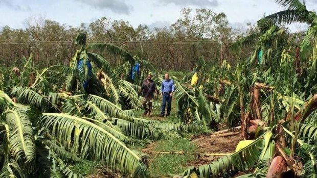 A Hope Vale banana plantation in ruins after cyclone Ita.