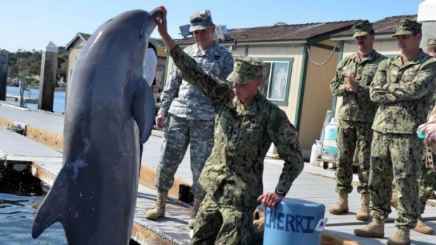 US officers feed a combat dolphin in San Jose, California 