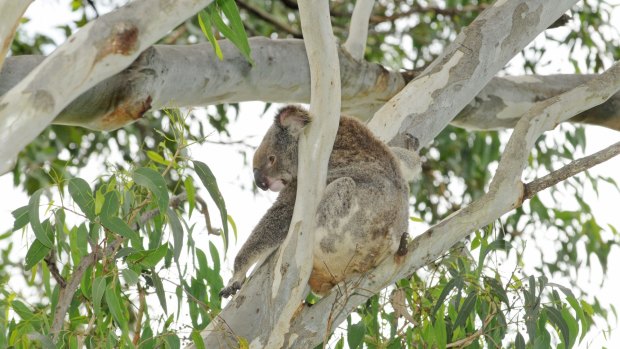 Minyama, a six year old female koala, was released back into the wild after being treated for chlamydia.