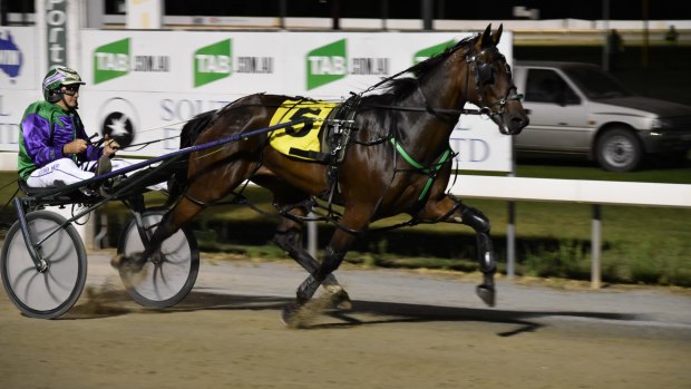 Big win: Mirrool trainer-driver Stephen Maguire crosses the line to win the MIA Breeders Plate with Major Roll at Leeton on Friday night.