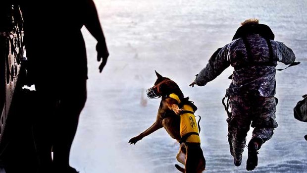 Fearless ... US soldier with the 10th Special Forces Group and his military working dog jump off the ramp of a CH-47 Chinook helicopter during training.