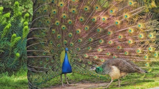 Peacock and peahen: Rite of Spring – Narrabundah.