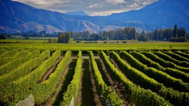Tasty scene ...The Marlborough wine region in New Zealand.