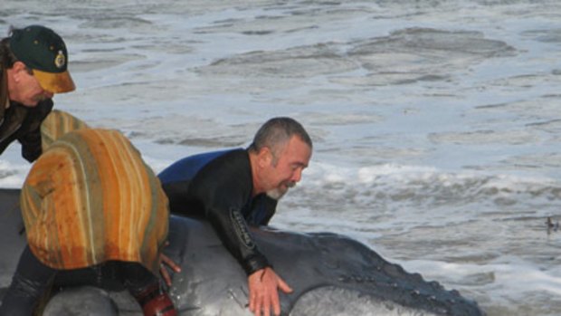 Bystanders help rescue a baby humpback whale that beached itself at Fremantle this morning.