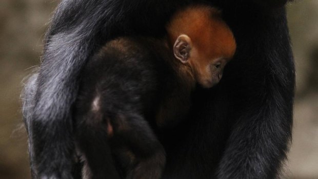 Tam Dao stands in the arms of his mother Meili at Taronga Zoo.