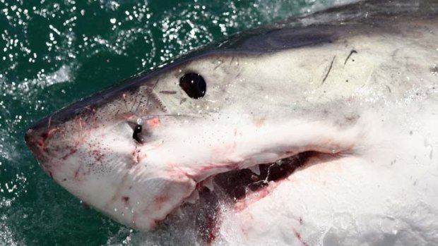 In West Australia last year three men were killed in shark attacks off the coast within a two-month period.