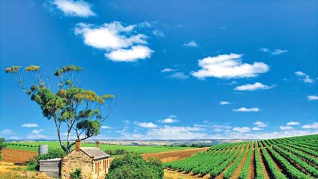 All in good taste ... a vineyard from at one of McLaren Vale's 110 wineries.