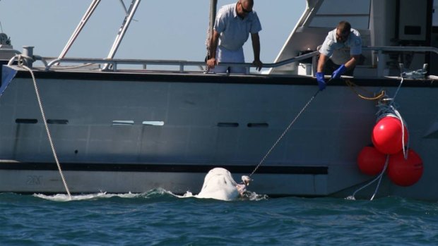 The tiger shark caught and killed off Mullaloo beach.