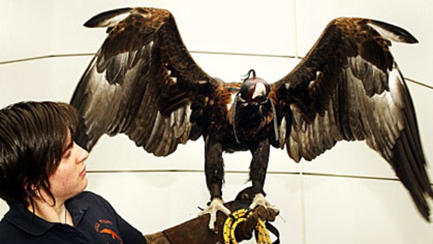 Erin Werner of Full Flight Birds of Prey with Zorro, a wedge-tailed eagle that was going to be used to scare away the seagulls at the MCG before the AFL Grand Final.