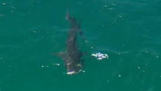The sharks were reported as tracking south, and Trigg and Scarborough beaches have been closed until further notice.