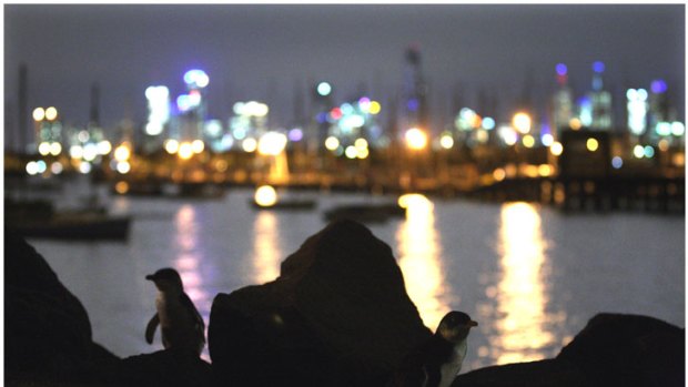 Drawcards: Penguin in silhouette at St Kilda, where the little birds attract crowds of up to 1500 people a night.