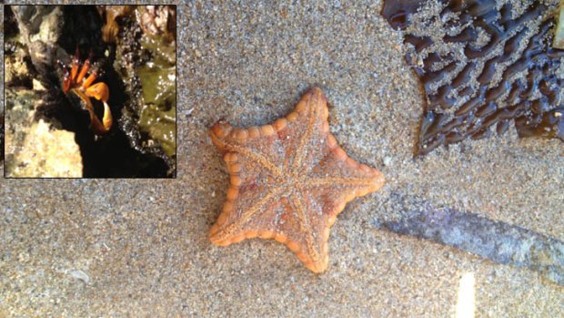 A starfish and a small crab (inset) were among the rock pools and beach debris.