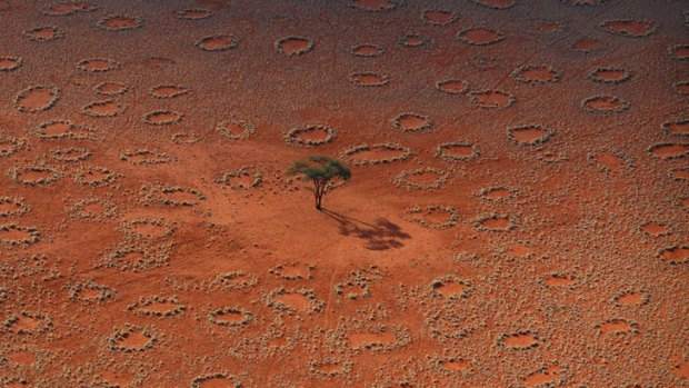The mysterious fairy circles may have been caused by termites.