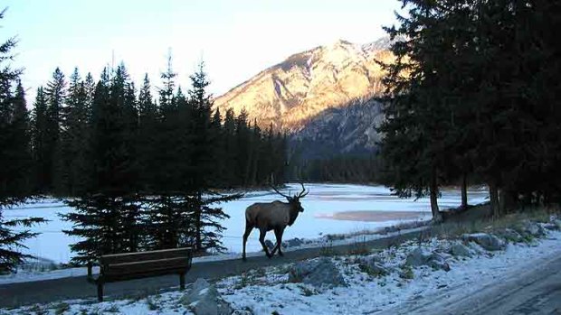 An elk meanders along the roadside near Jasper, Alberta.